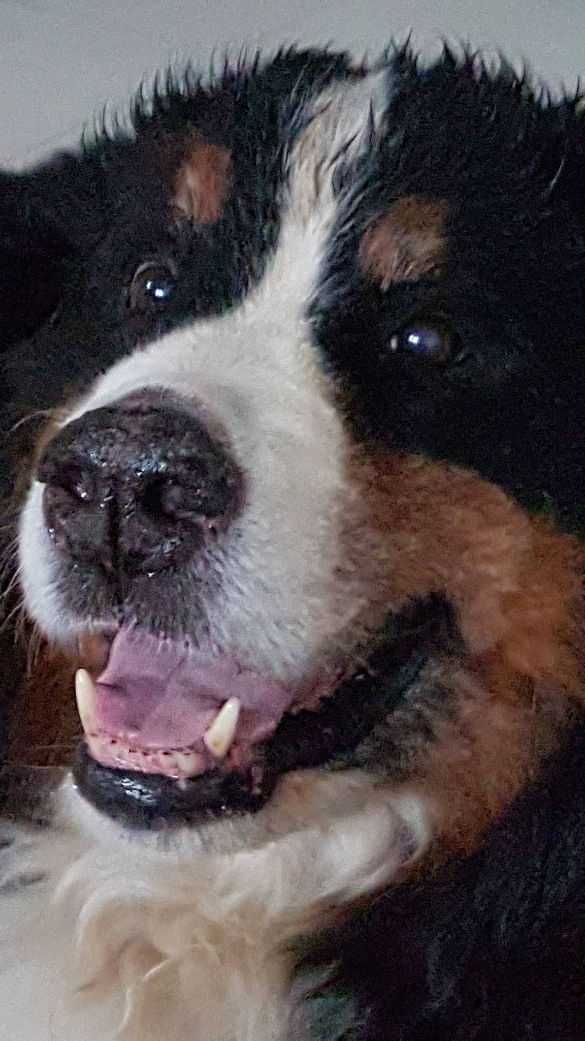 Fanta a rejoint le concours — aidez-le/la à gagner de superbes lots ! australian_collie, australian_shepherd, bernese_mountain_dog, border_collie, canidae, carnivore, dog, dog_breed, herding_dog, mammal, nose, snout, vertebrate, whiskers, working_dog