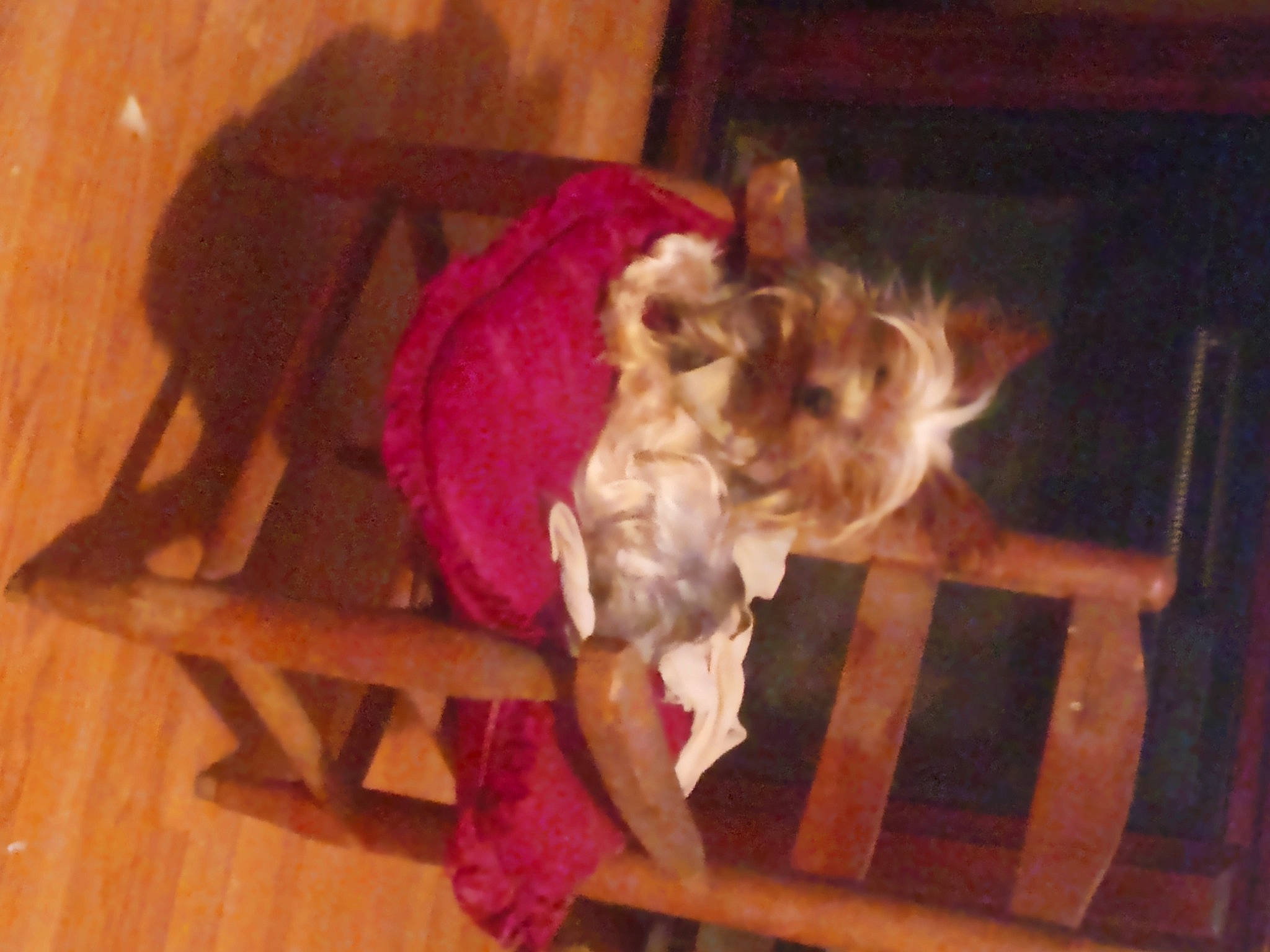 Mr. Bojangles joined the competition — help win amazing prizes! canidae, carnivore, companion_dog, dog, dog_breed, dog_clothes, dog_supply, fawn, flooring, fur, hardwood, liver, pet_supply, sporting_group, tail, toy, toy_dog, wood, wood_stain, working_animal