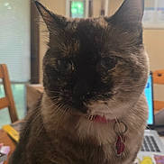 Junabee joined the competition — help win amazing prizes! animal, blurred_background, candid, cat, close_up, collar, domestic_cat, ears, face, feline, fur, furniture, indoor, laptop, neck, pet, table, tag, whiskers, wooden_chair