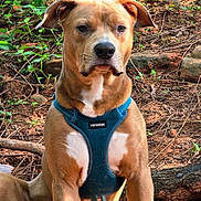 Sir Guy Wrinkles joined the competition — help win amazing prizes! dog, canine, pet, animal, outdoor, forest, nature, dirt, rocks, greenery, harness, brown_fur, white_chest, sitting, alert, ears, snout, eyes, muscular, portrait
