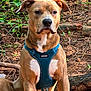 Sir Guy Wrinkles joined the competition — help win amazing prizes! dog, canine, pet, animal, outdoor, forest, nature, dirt, rocks, greenery, harness, brown_fur, white_chest, sitting, alert, ears, snout, eyes, muscular, portrait