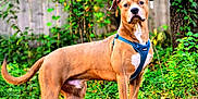 Sir Guy Wrinkles is registered to the contest to win money with this photo: dog, canine, outdoor, forest, harness, brown_fur, alert, standing, leaves, trees, nature, fence, greenery, animal, pet, mammal, daylight, looking, ears_up, snout