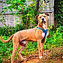 Sir Guy Wrinkles is registered to the contest to win money with this photo: dog, canine, outdoor, forest, harness, brown_fur, alert, standing, leaves, trees, nature, fence, greenery, animal, pet, mammal, daylight, looking, ears_up, snout