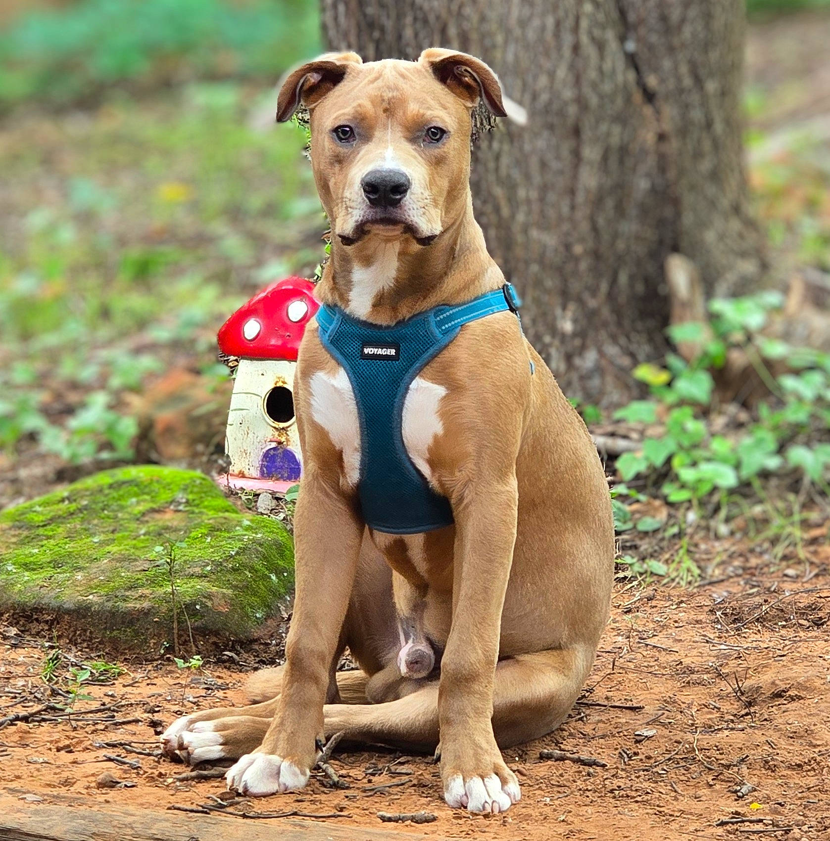 Sir Guy Wrinkles is registered to the contest to win money with this photo: alert, animal, birdhouse, blue_harness, brown_dog, canine, cute, dog, forest, ground, harness, leaves, moss, mushroom, nature, outdoor, pet, sitting, tree, woodland