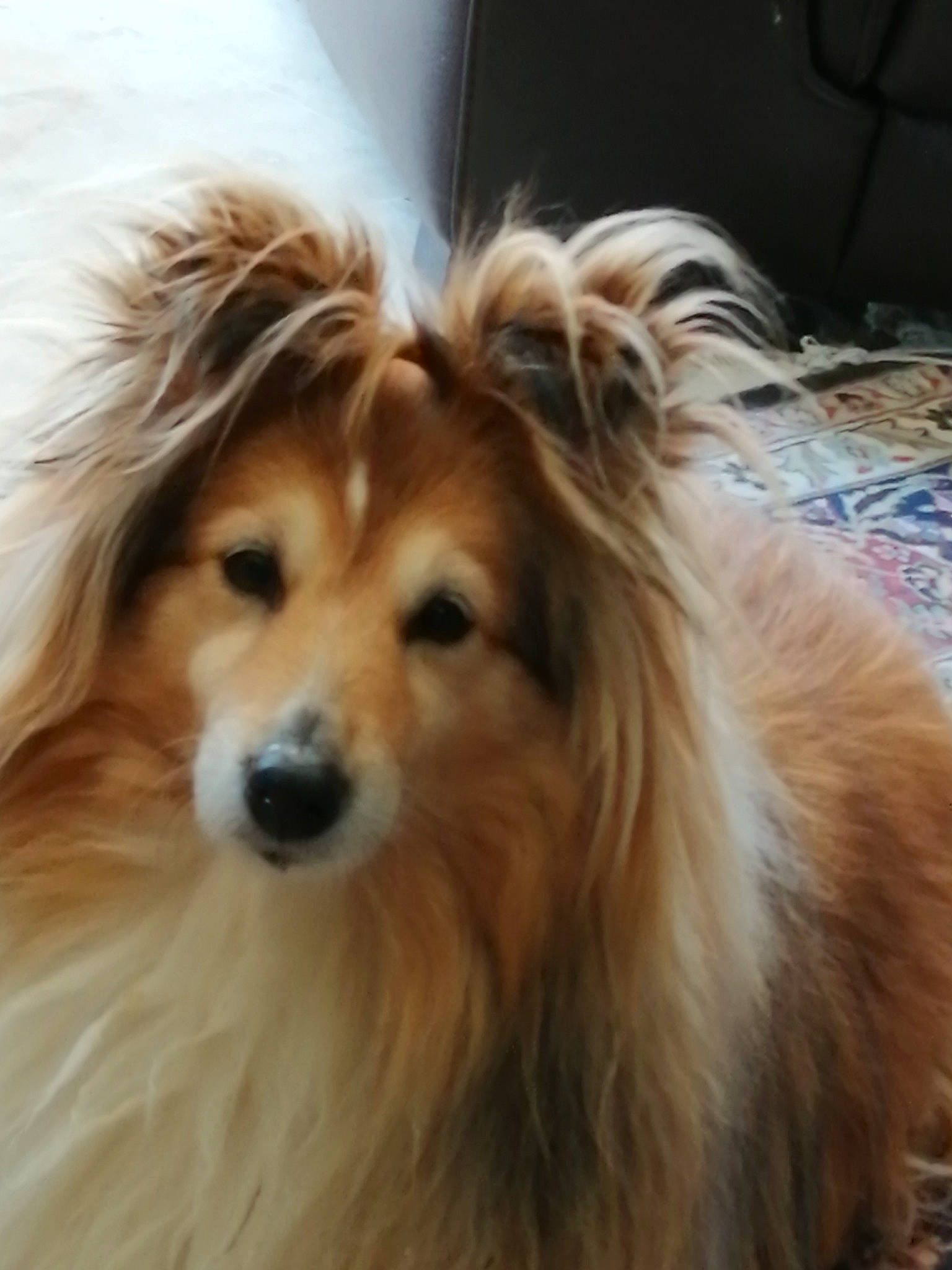 Diva a rejoint le concours — aidez-le/la à gagner de superbes lots ! ancient_dog_breeds, blond, canidae, carnivore, companion_dog, dog, dog_breed, eye, fawn, fur, hair, herding_dog, liver, snout, sporting_group, whiskers, working_animal, working_dog