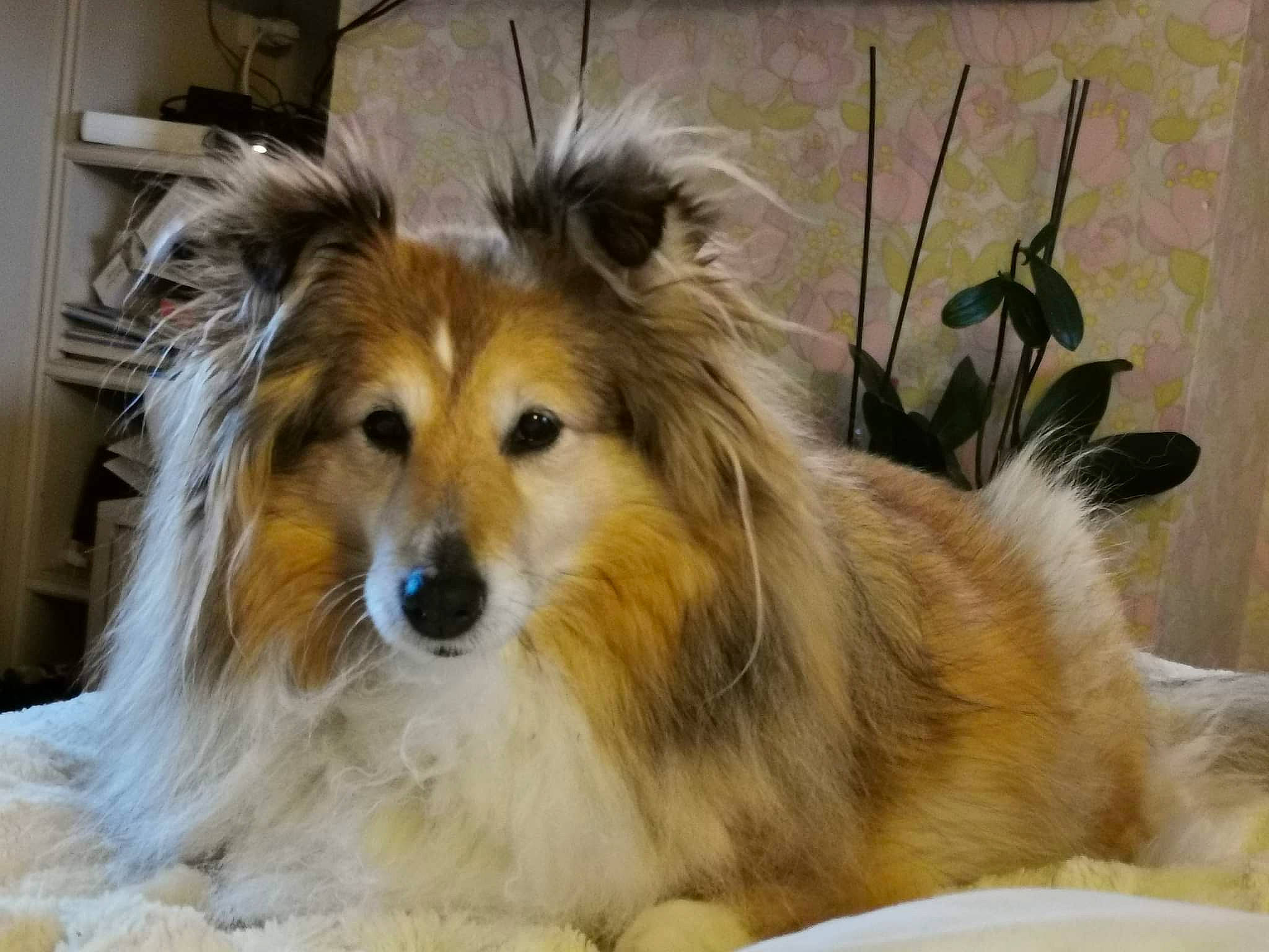 Diva participe au concours pour gagner de l'argent avec cette photo : canidae, carnivore, collie, companion_dog, dog, dog_breed, fawn, fur, herding_dog, plant, rough_collie, scotch_collie, shetland_sheepdog, snout, sporting_group, whiskers, working_dog