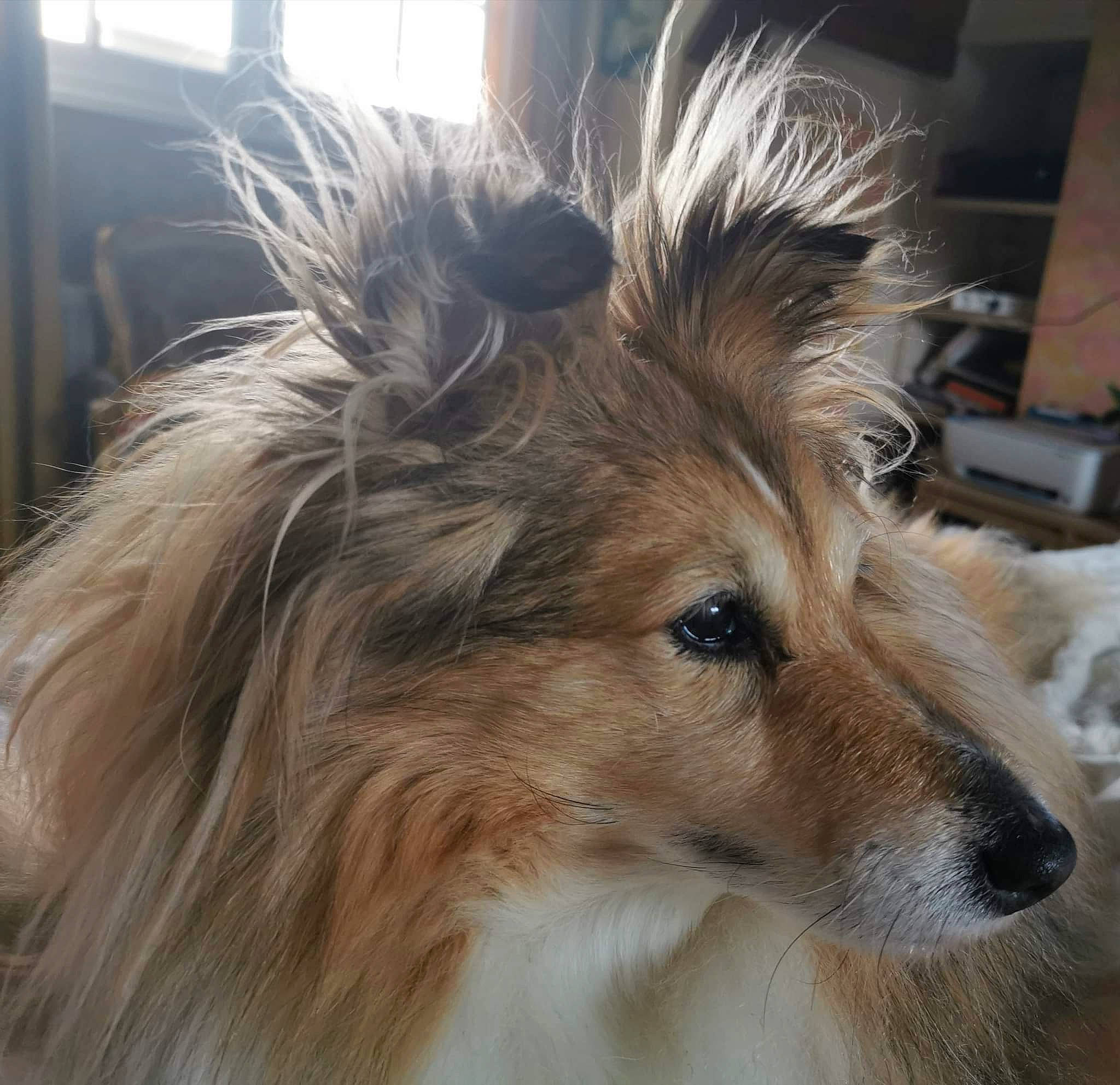 Diva participe au concours pour gagner de l'argent avec cette photo : canidae, carnivore, companion_dog, dog, dog_breed, fawn, fur, liver, rough_collie, snout, sporting_group, terrestrial_animal, whiskers, working_animal, working_dog
