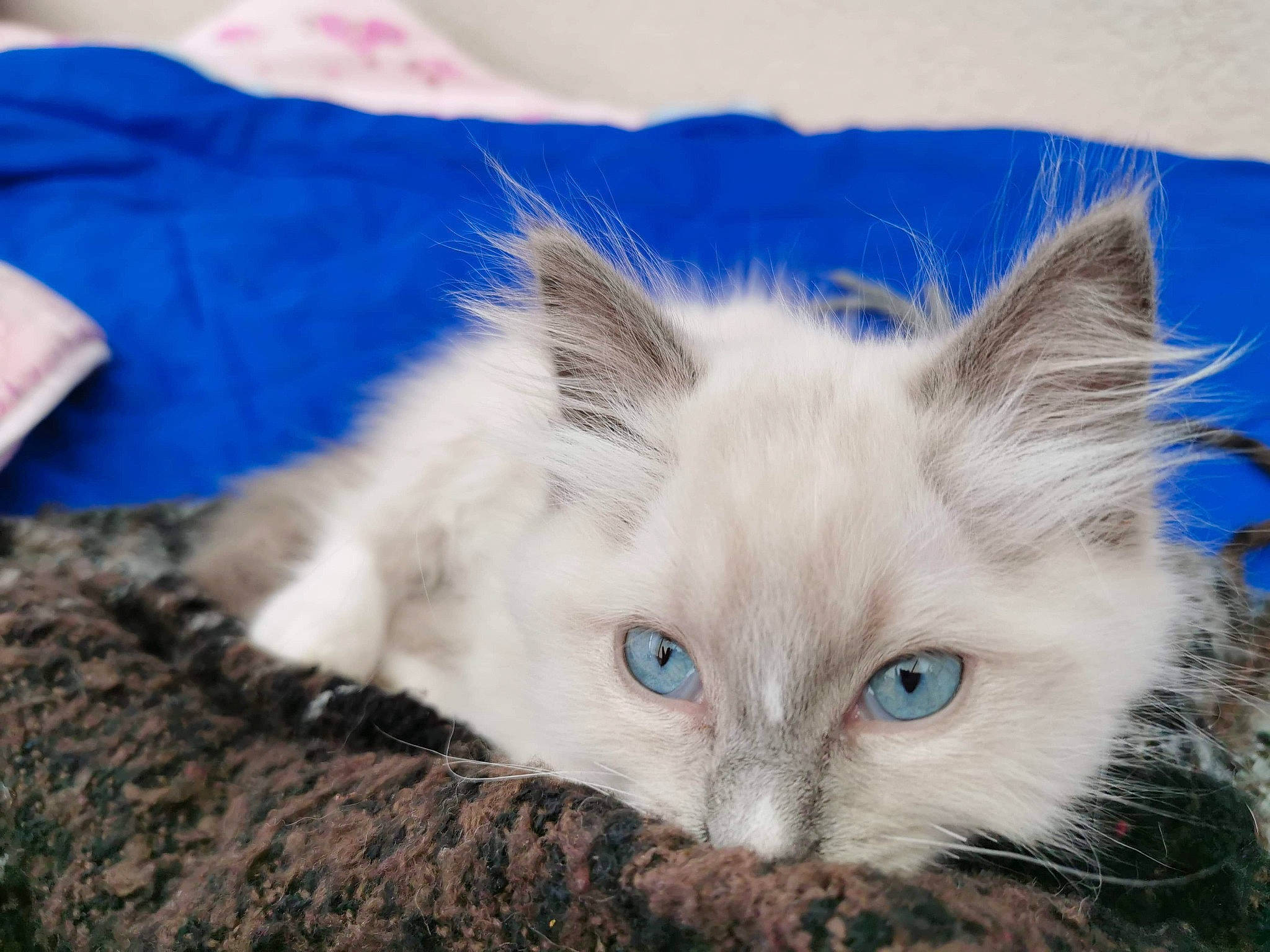 Roméo a rejoint le concours — aidez-le/la à gagner de superbes lots ! balinese, birman, carnivore, cat, claw, comfort, electric_blue, fawn, felidae, fur, musical_instrument, paw, ragdoll, small_to_medium_sized_cats, terrestrial_animal, thai, whiskers