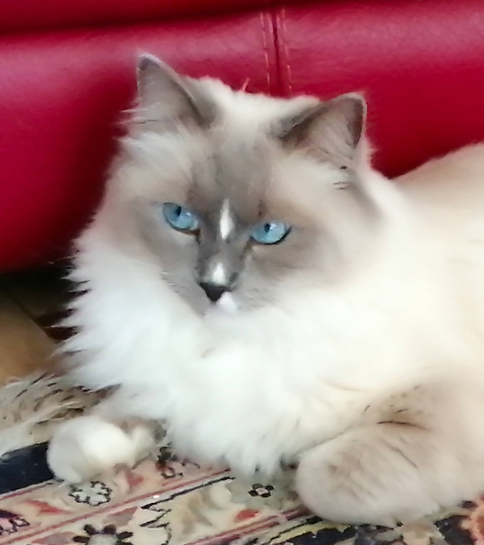 Roméo participe au concours pour gagner de l'argent avec cette photo : birman, british_longhair, carnivore, cat, claw, comfort, electric_blue, eye, fawn, felidae, fur, iris, paw, ragdoll, small_to_medium_sized_cats, snout, tail, whiskers