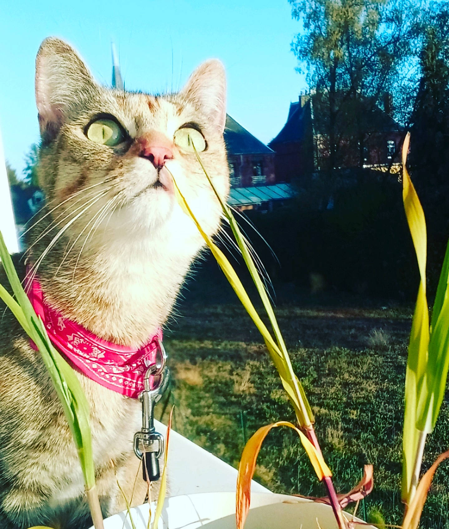 Crystal a rejoint le concours — aidez-le/la à gagner de superbes lots ! carnivore, cat, collar, domestic_short_haired_cat, felidae, flowering_plant, fur, grass_family, leash, pet_supply, small_to_medium_sized_cats, snout, tabby_cat, tongue, tooth, whiskers