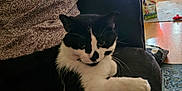 Buttons is registered to the contest to win money with this photo: animal, black_and_white, blanket, carpet, cat, couch, cozy, curtains, door, floor, furniture, home, indoor, light, living_room, pet, pillow, relaxing, resting, window