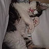 Angel Marie is registered to the contest to win money with this photo: kitten, sleeping, fur, pink_nose, paw, cozy, white_background, nutrition_label, close_up, resting, cute, feline, whiskers, tabby, indoor, pet, soft, relaxed, adorable, animal