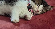 Angel Marie joined the competition — help win amazing prizes! kitten, cat, sleeping, pet, fur, collar, cushion, red, indoor, cozy, table, wood, relaxation, cute, animal, domestic, resting, whiskers, small, feline