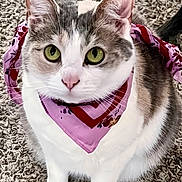 Pepper joined the competition — help win amazing prizes! animal, bandana, carpet, cat, closeup, cute, domestic_cat, fashion_accessory, fur, gray_fur, green_eyes, indoor, looking_up, pet, pink, portrait, red, sitting, whiskers, white_fur
