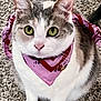 animal, bandana, carpet, cat, closeup, cute, domestic_cat, fashion_accessory, fur, gray_fur, green_eyes, indoor, looking_up, pet, pink, portrait, red, sitting, whiskers, white_fur