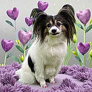 Jade joined the competition — help win amazing prizes! animal, black_fur, calm, cushion, cute, decorative_plants, dog, fluffy_fur, friendly, garden_theme, heart_shaped_flowers, indoor, papillon, pet, portrait, purple_flowers, sitting, small_dog, soft_texture, white_fur