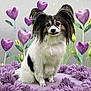 animal, black_fur, calm, cushion, cute, decorative_plants, dog, fluffy_fur, friendly, garden_theme, heart_shaped_flowers, indoor, papillon, pet, portrait, purple_flowers, sitting, small_dog, soft_texture, white_fur