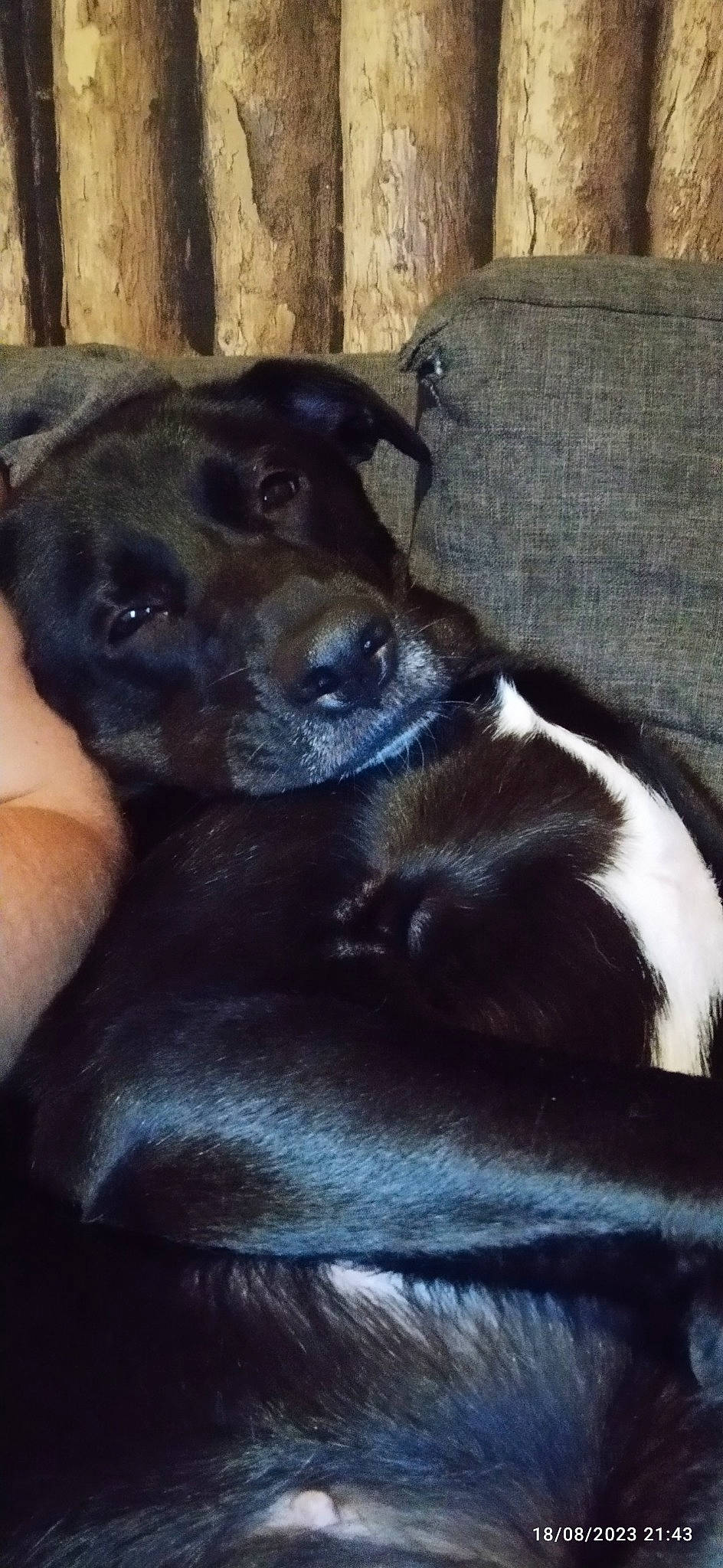 Alana a rejoint le concours — aidez-le/la à gagner de superbes lots ! borador, carnivore, comfort, companion_dog, dog, dog_breed, fur, guard_dog, hunting_dog, lithuanian_hound, paw, sporting_group, terrestrial_animal, whiskers, working_animal, working_dog