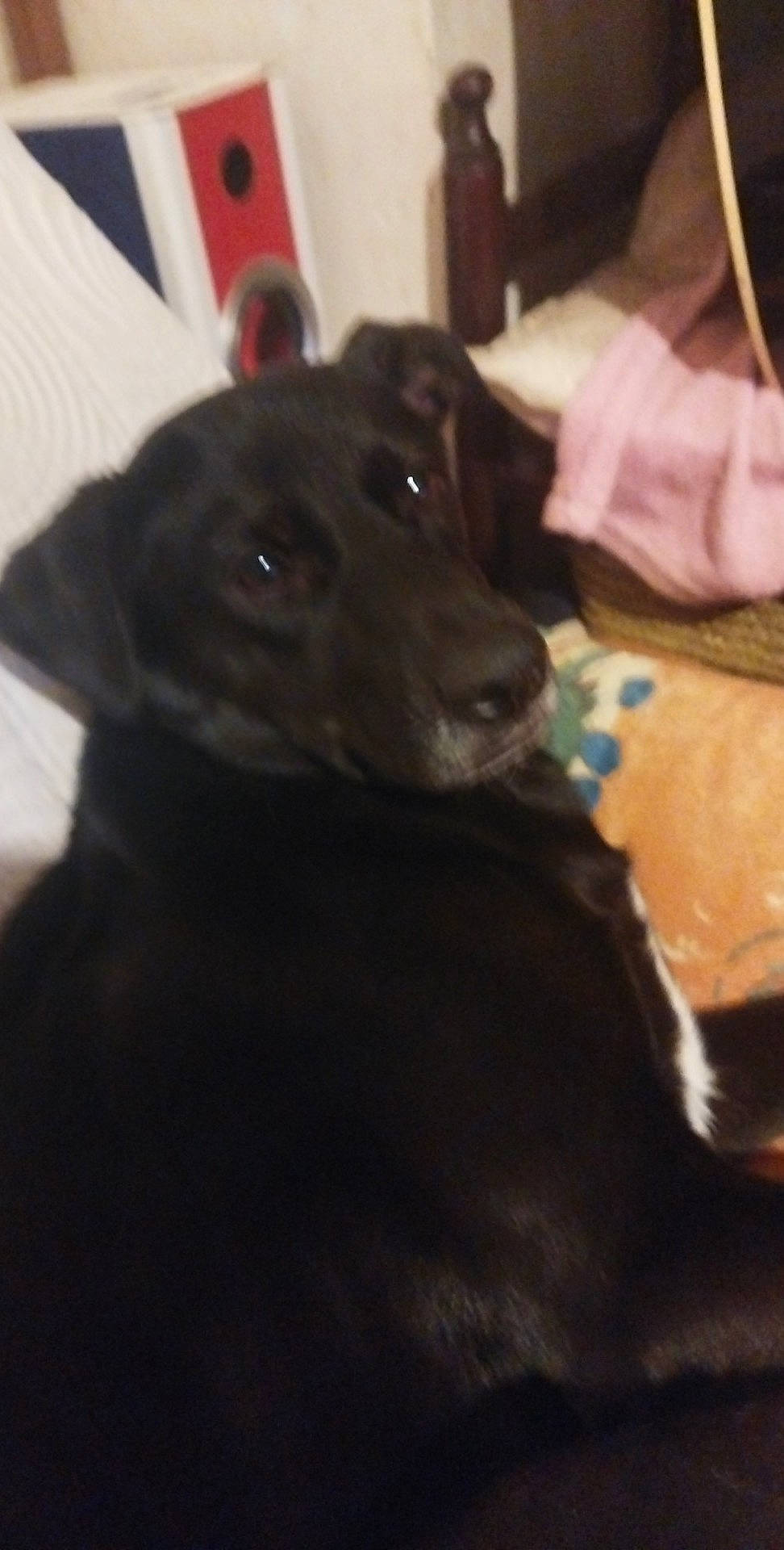 Alana participe au concours pour gagner de l'argent avec cette photo : borador, carnivore, comfort, companion_dog, dog, dog_breed, fur, guard_dog, non_sporting_group, sporting_group, working_animal