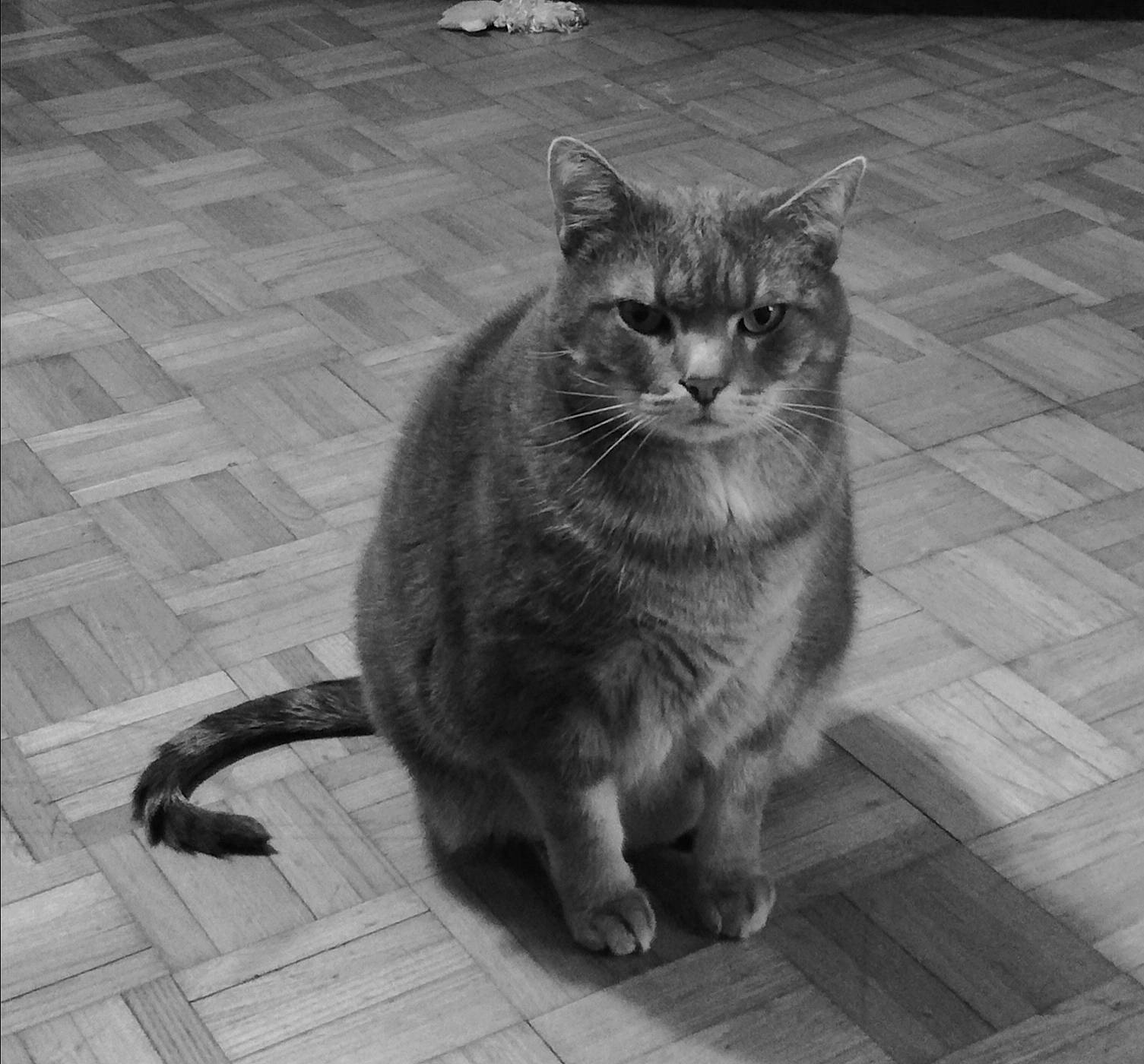 Django a rejoint le concours — aidez-le/la à gagner de superbes lots ! black_and_white, carnivore, cat, domestic_short_haired_cat, felidae, floor, flooring, fur, grey, monochrome, monochrome_photography, paw, road_surface, small_to_medium_sized_cats, snout, style, tail, terrestrial_animal, whiskers, wood