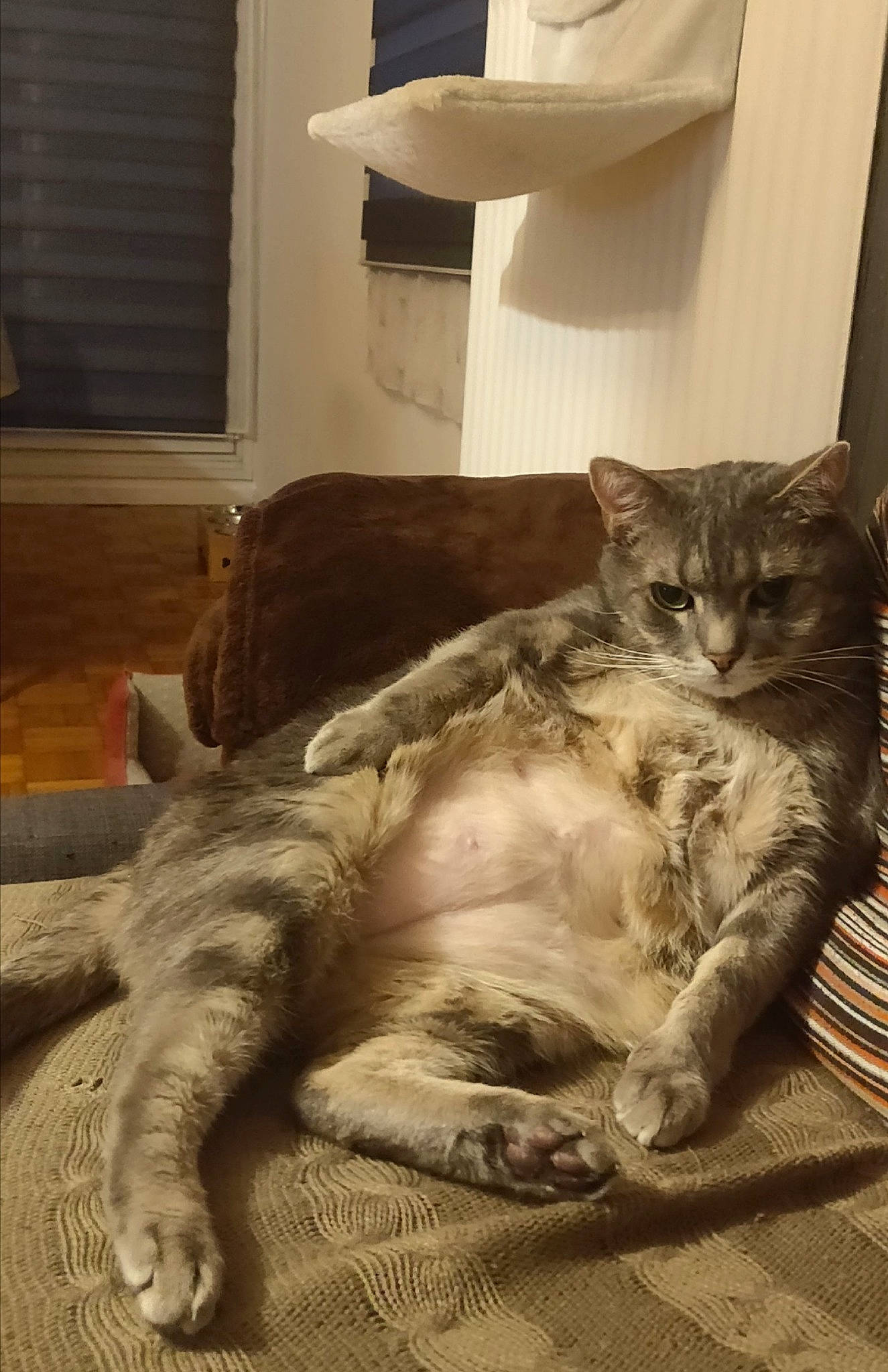 Django participe au concours pour gagner de l'argent avec cette photo : bed, bed_sheet, carnivore, cat, claw, comfort, domestic_short_haired_cat, fawn, felidae, flooring, fur, grey, linens, paw, room, small_to_medium_sized_cats, snout, tail, whiskers, wood