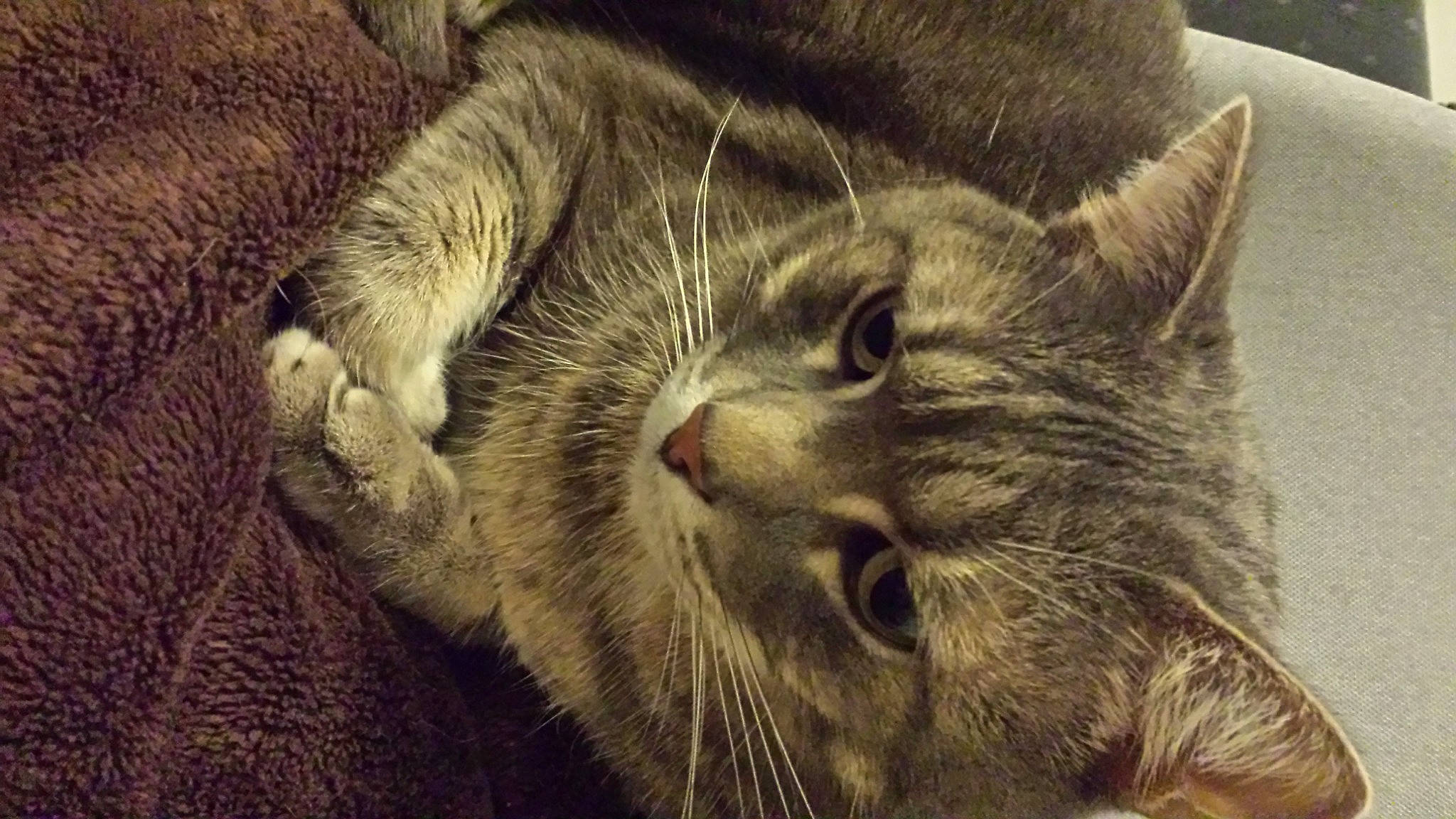 Django participe au concours pour gagner de l'argent avec cette photo : carnivore, cat, claw, close_up, comfort, domestic_short_haired_cat, fang, felidae, fur, grey, mammal, paw, small_to_medium_sized_cats, snout, terrestrial_animal, vertebrate, whiskers, wildlife