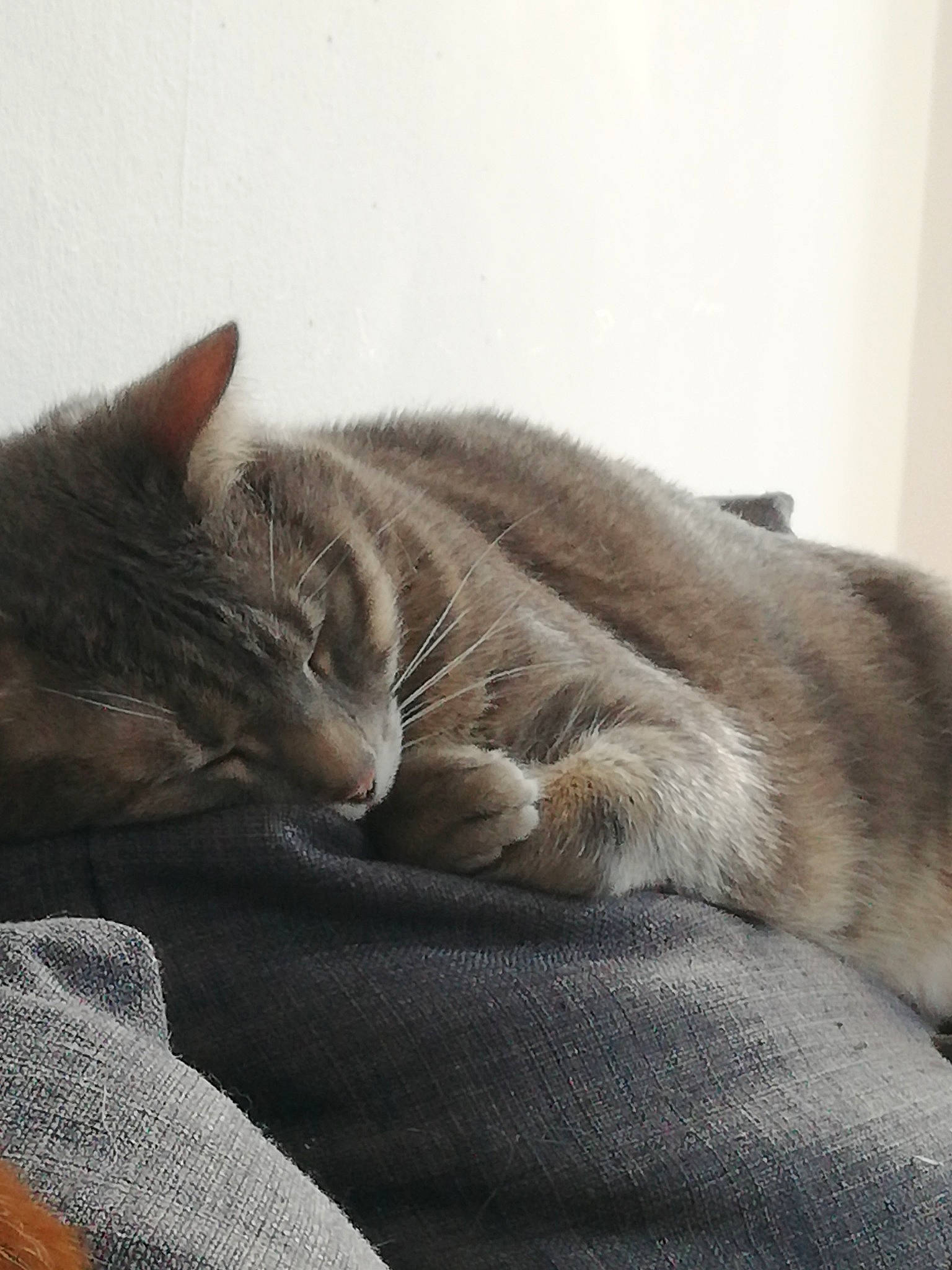 Django participe au concours pour gagner de l'argent avec cette photo : blanket, carnivore, cat, chartreux, claw, comfort, domestic_short_haired_cat, felidae, fur, grey, linens, nap, paw, sitting, sky, sleep, small_to_medium_sized_cats, snout, tail, whiskers