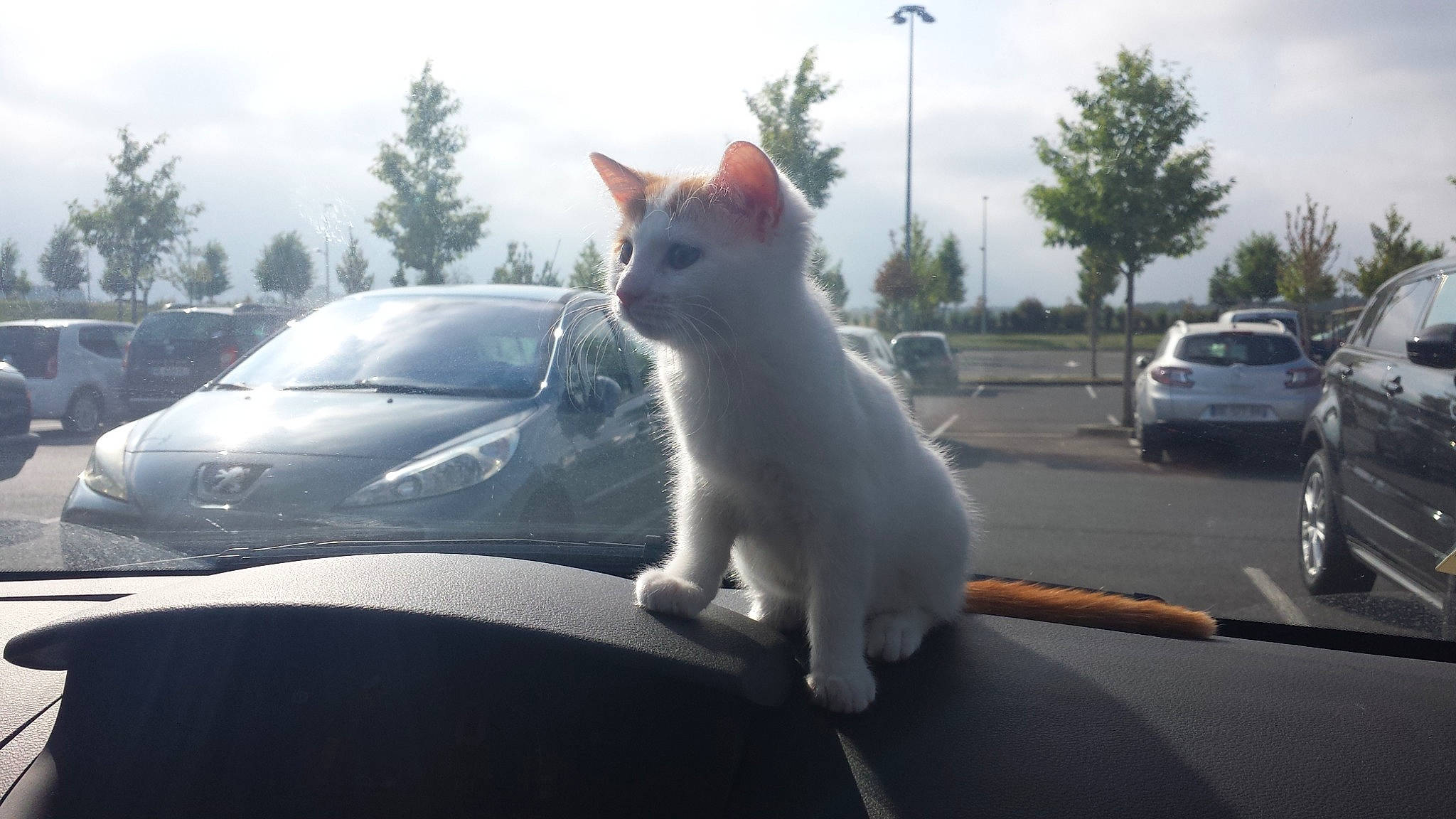 Tigrou participe au concours pour gagner de l'argent avec cette photo : automotive_design, automotive_lighting, automotive_mirror, automotive_tire, car, carnivore, cat, cloud, felidae, hood, land_vehicle, motor_vehicle, sky, small_to_medium_sized_cats, tire, tree, vehicle, vehicle_door, wheel, windscreen_wiper