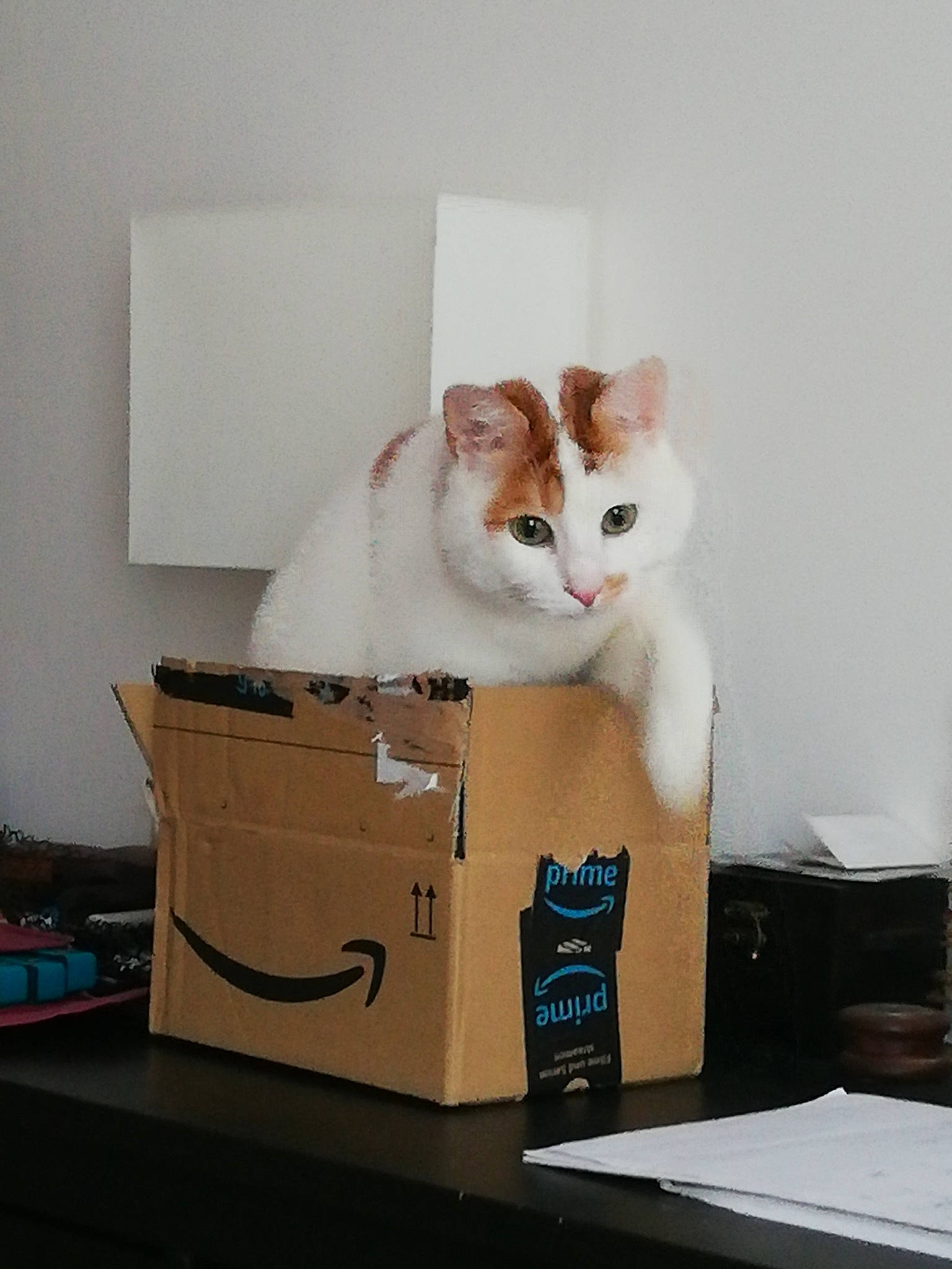 Tigrou participe au concours pour gagner de l'argent avec cette photo : box, cardboard, carnivore, carton, cat, cat_supply, domestic_short_haired_cat, felidae, flooring, fur, hardwood, packaging_and_labeling, packing_materials, paper_product, pet_supply, room, shipping_box, small_to_medium_sized_cats, whiskers, wood