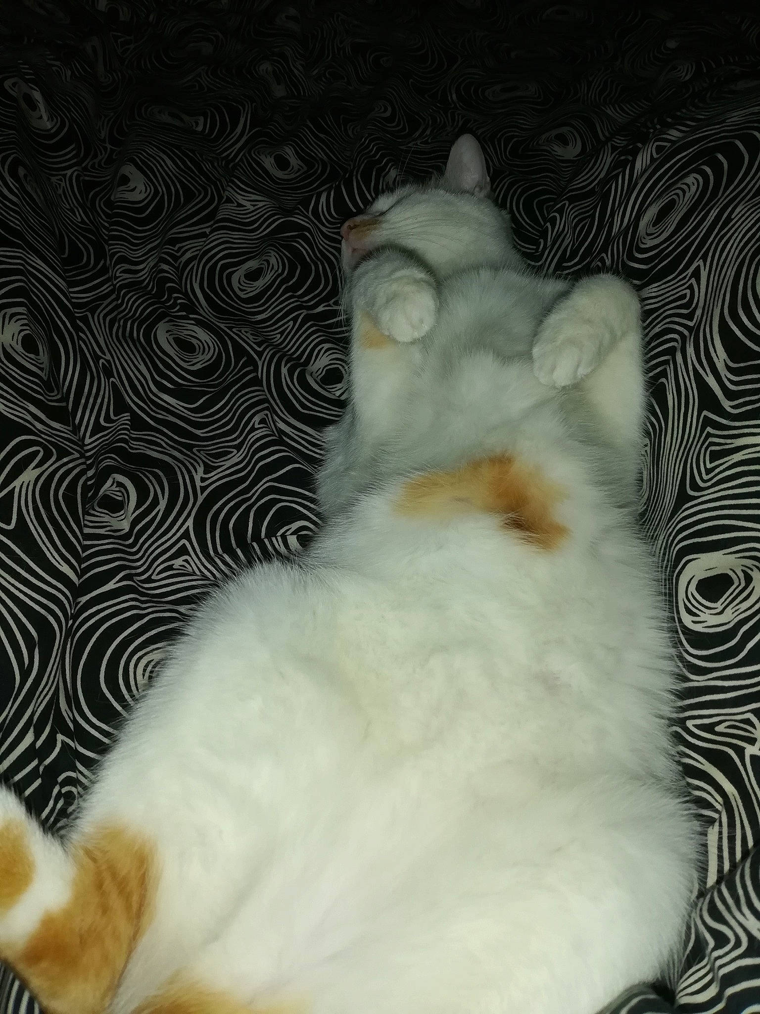 Tigrou a rejoint le concours — aidez-le/la à gagner de superbes lots ! canidae, carnivore, cat, claw, comfort, companion_dog, dog_breed, domestic_short_haired_cat, fawn, felidae, foot, fur, nap, paw, room, small_to_medium_sized_cats, snout, tail, whiskers