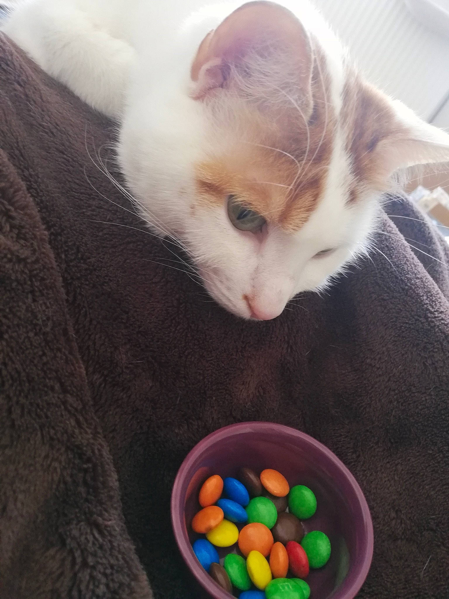 Tigrou a rejoint le concours — aidez-le/la à gagner de superbes lots ! bowl, carnivore, cat, circle, claw, comfort, comfort_food, domestic_short_haired_cat, easter, easter_egg, fawn, felidae, fur, nail, paw, small_to_medium_sized_cats, snout, tableware, tail, whiskers