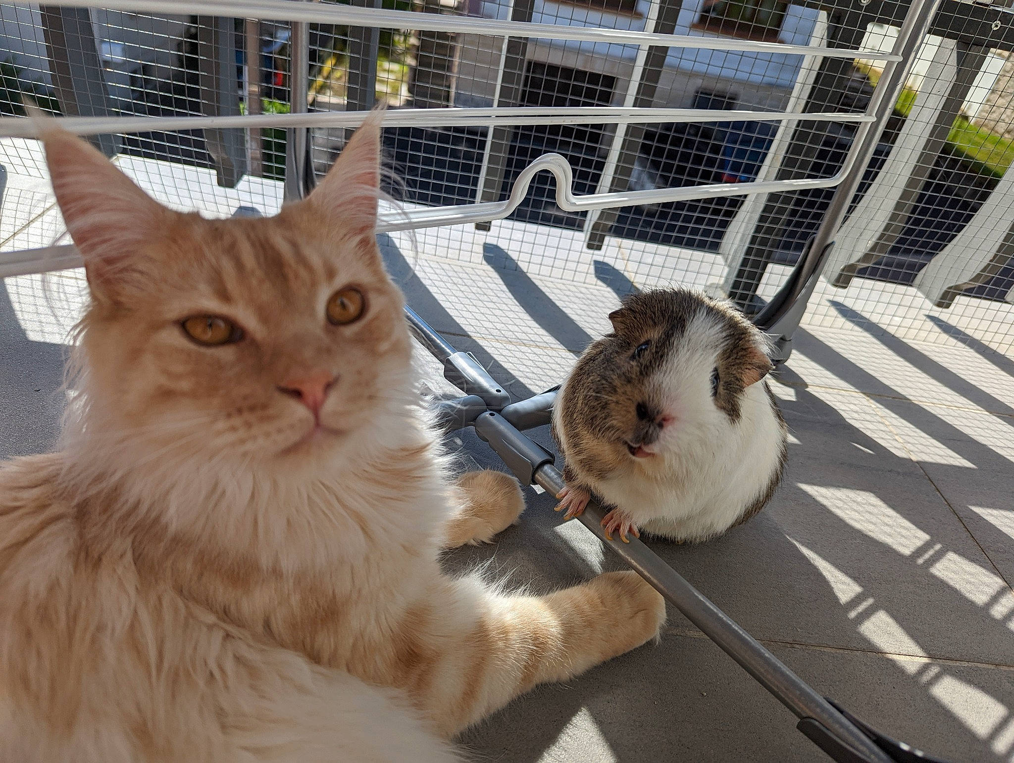 Sixteen a rejoint le concours — aidez-le/la à gagner de superbes lots ! animal_shelter, cage, carnivore, cat, claw, comfort, domestic_short_haired_cat, fawn, felidae, fence, fur, mammal, paw, pet_supply, small_to_medium_sized_cats, snout, tail, vertebrate, whiskers, wood