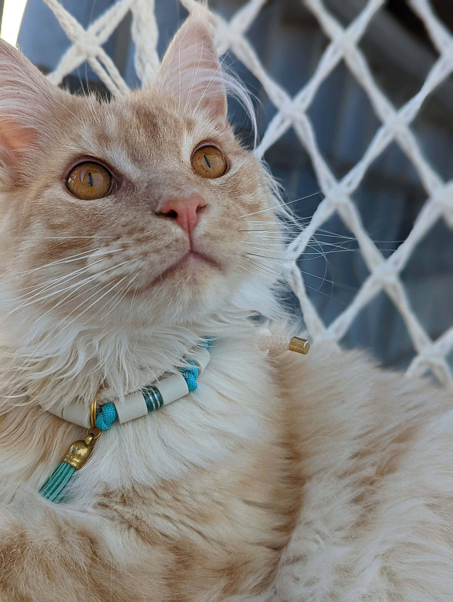 Sixteen a rejoint le concours — aidez-le/la à gagner de superbes lots ! carnivore, cat, collar, domestic_short_haired_cat, event, eye, fawn, felidae, fence, fur, mesh, pet_supply, photo_caption, small_to_medium_sized_cats, snout, terrestrial_animal, whiskers, wire_fencing, wood