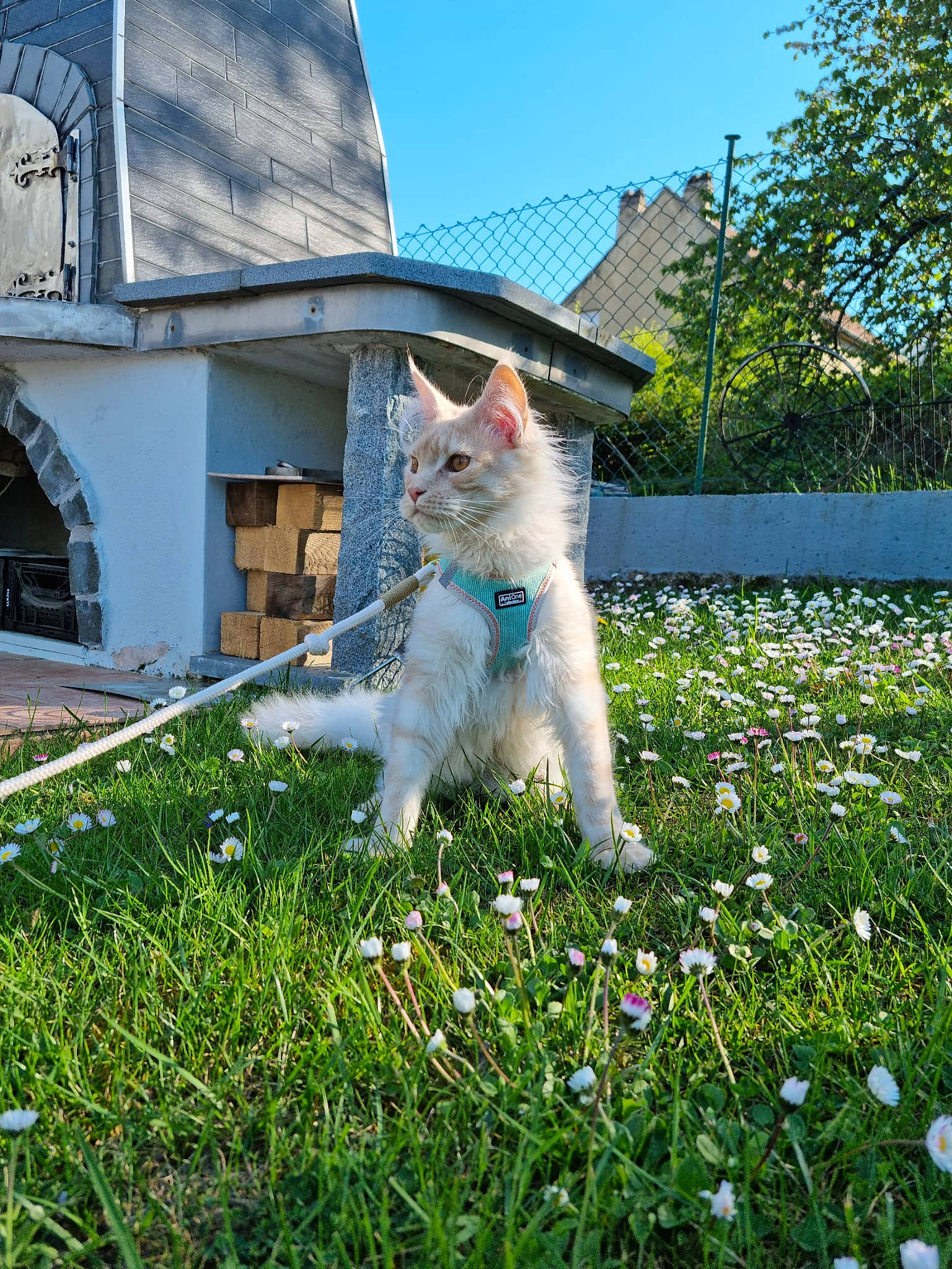 Sixteen participe au concours pour gagner de l'argent avec cette photo : building, carnivore, cat, domestic_short_haired_cat, electric_blue, fawn, felidae, flower, grass, groundcover, house, lawn, plant, sky, small_to_medium_sized_cats, spring, tail, tree, whiskers, window
