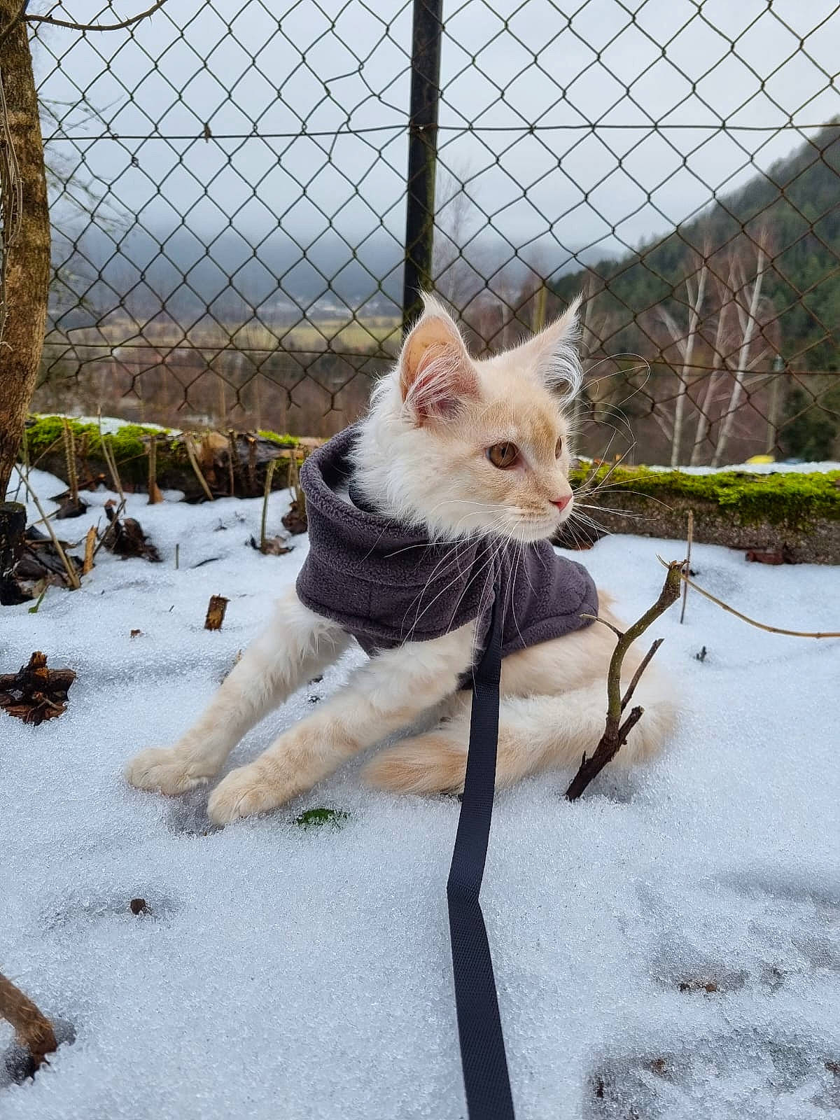 Sixteen participe au concours pour gagner de l'argent avec cette photo : carnivore, collar, dog, dog_breed, fawn, felidae, fence, freezing, leash, mesh, plant, sky, small_to_medium_sized_cats, snout, snow, tail, terrestrial_animal, tree, whiskers, wire_fencing