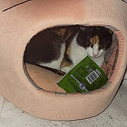 Bootsie is registered to the contest to win money with this photo: cat, calico_cat, pet_bed, indoor, cozy, carpet, green_packet, animal, feline, resting, cute, whiskers, soft, home, domestic, fur, relaxed, small_space, cat_house, object