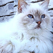 Ficelle a rejoint le concours — aidez-le/la à gagner de superbes lots ! cat, fluffy, white_cat, blue_eyes, pet, animal, feline, close_up, portrait, outdoor, stone_wall, resting, cute, whiskers, ears, fur, paw, nature, mammal, domestic_animal