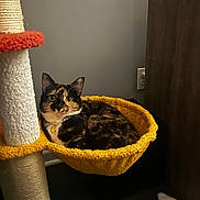 Spice is registered to the contest to win money with this photo: animal, cat, cat_tree, comfort, cozy, cute, ears, eyes, feline, fur, hammock, home, indoor, jewelry, necklace, pet, resting, tortoiseshell, whiskers, yellow