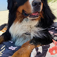 Uhlan participe au concours pour gagner de l'argent avec cette photo : animal, beach, bernese_mountain_dog, canine, closeup, dog, fluffy, happy, lying_down, mammal, nature, outdoor, paw, pet, relaxed, sand, sky, summer, sunlight, towel