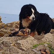 Jecky participe au concours pour gagner de l'argent avec cette photo : bernese_mountain_dog, dog, dog_breed_group, dog_like_mammal, snout