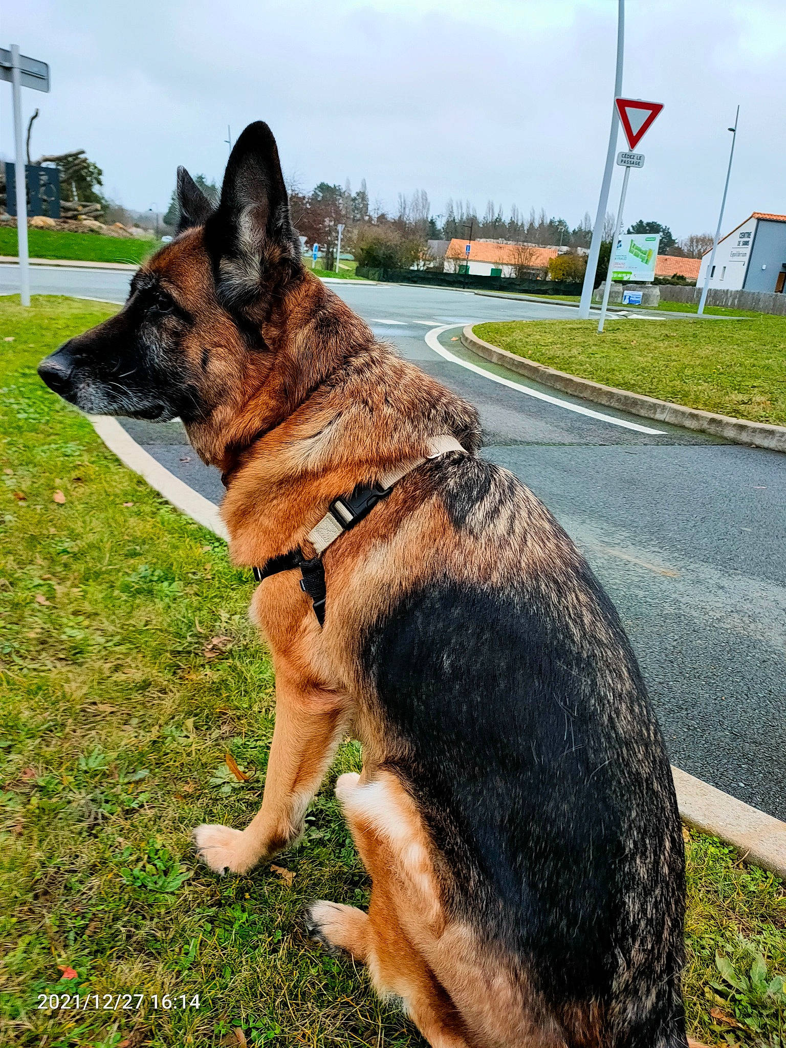 Isora a rejoint le concours — aidez-le/la à gagner de superbes lots ! canidae, carnivore, cloud, collar, dog, dog_breed, east_european_shepherd, fawn, flag, german_shepherd_dog, grass, herding_dog, king_shepherd, old_german_shepherd_dog, plant, sky, snout, sporting_group, tree, working_animal