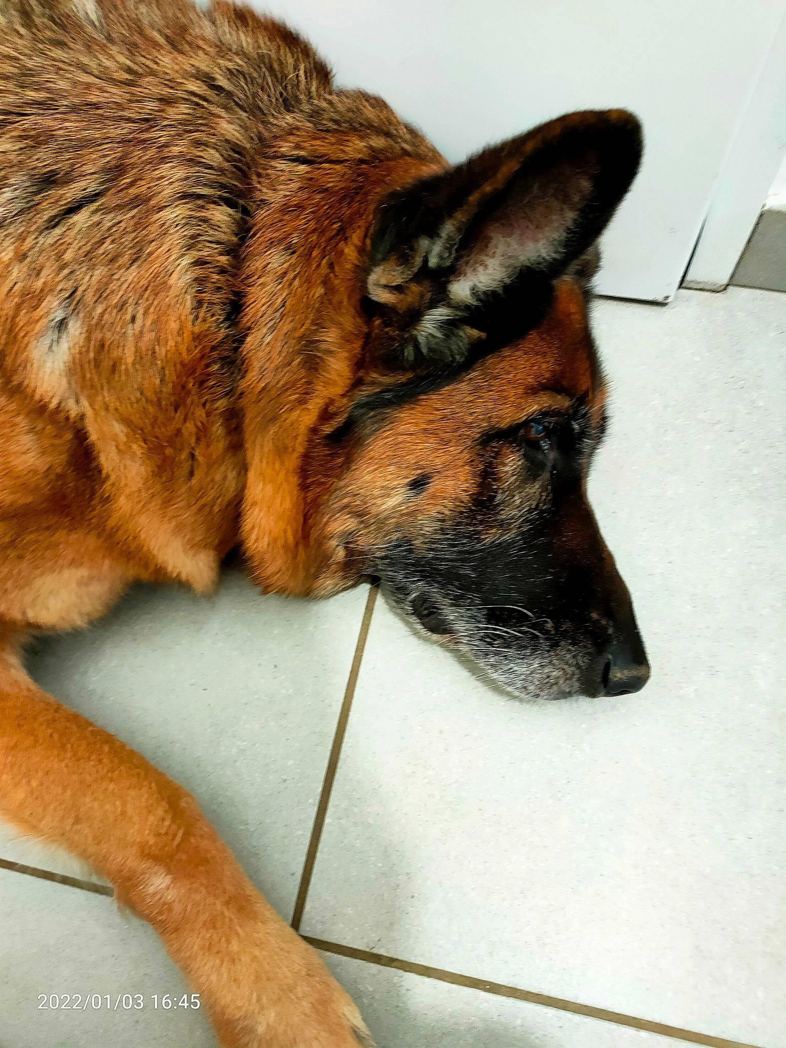 Isora a rejoint le concours — aidez-le/la à gagner de superbes lots ! canidae, canis, carnivore, companion_dog, dog, dog_breed, east_european_shepherd, fawn, foot, fur, german_shepherd_dog, herding_dog, king_shepherd, old_german_shepherd_dog, paw, snout, sporting_group, terrestrial_animal, whiskers, wildlife