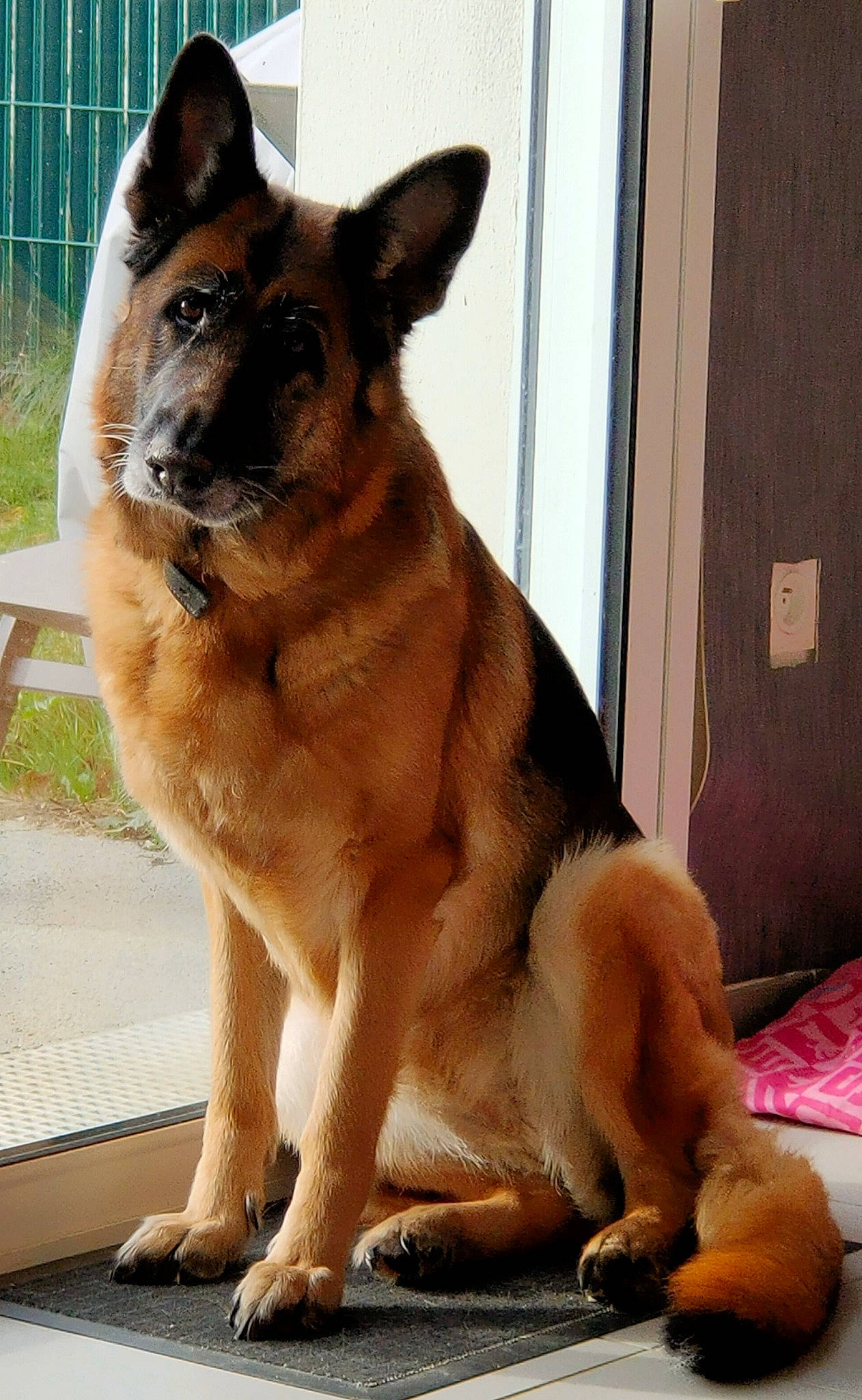 Isora participe au concours pour gagner de l'argent avec cette photo : belgian_shepherd_malinois, canidae, carnivore, collar, companion_dog, dog, dog_breed, door, fawn, fur, german_shepherd_dog, herding_dog, king_shepherd, old_german_shepherd_dog, plant, snout, sporting_group, whiskers, window, working_animal