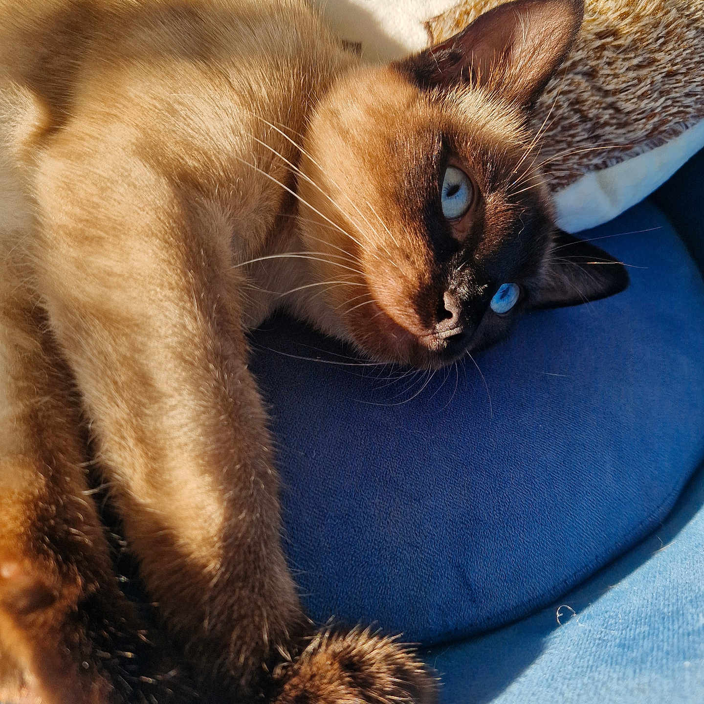 Virgule participe au concours pour gagner de l'argent avec cette photo : abyssinian, animal, cat, kitten, manx, pet, siamese