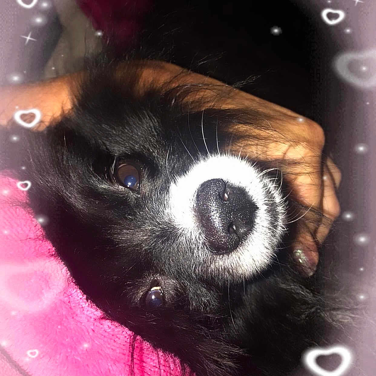 Teddy is registered to the contest to win money with this photo: art, boston_terrier, canidae, carnivore, companion_dog, dog, dog_breed, fawn, fur, magenta, non_sporting_group, snout, space, sporting_group, visual_arts, whiskers, working_animal