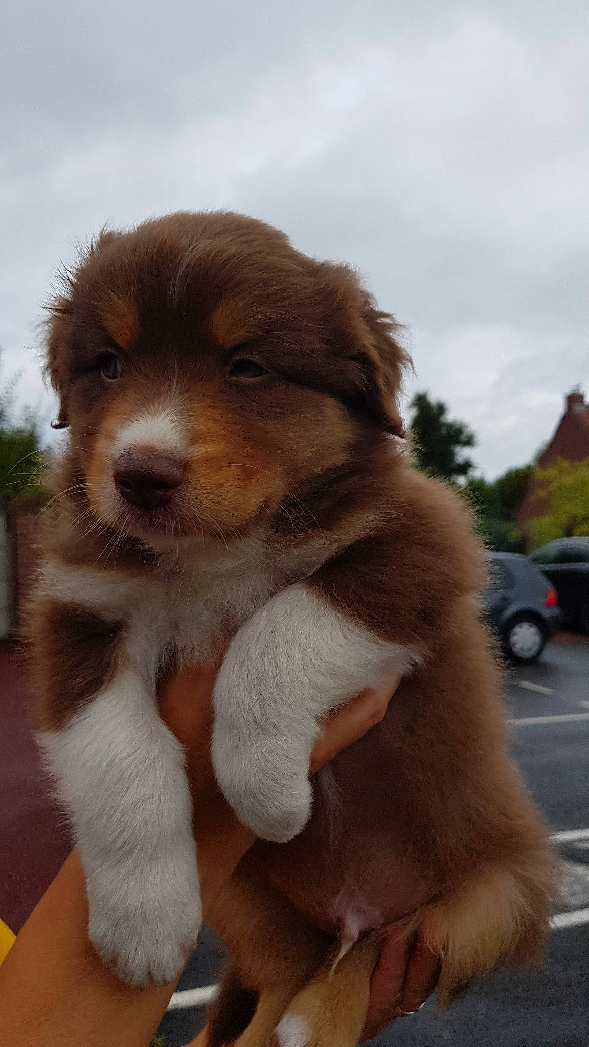 Pumpkin a rejoint le concours — aidez-le/la à gagner de superbes lots ! ancient_dog_breeds, australian_shepherd, canidae, carnivore, collie, companion_dog, dog, dog_breed, fawn, mammal, miniature_australian_shepherd, puppy, rare_breed_dog, scotch_collie, sporting_group, vertebrate