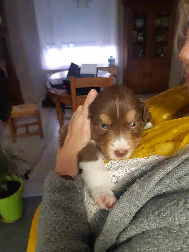 Pumpkin participe au concours pour gagner de l'argent avec cette photo : canidae, carnivore, dog, dog_breed, fawn, mammal, puppy, sporting_group, vertebrate