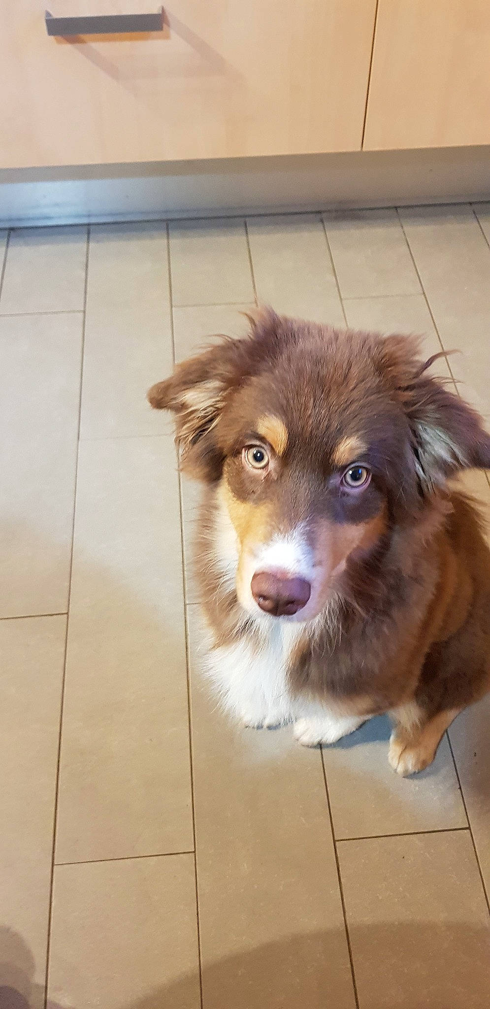 Pumpkin a rejoint le concours — aidez-le/la à gagner de superbes lots ! australian_collie, australian_shepherd, basque_shepherd_dog, border_collie, canidae, carnivore, companion_dog, dog, dog_breed, fawn, mammal, miniature_australian_shepherd, nose, rare_breed_dog, small_greek_domestic_dog, snout, sporting_group, vertebrate, welsh_sheepdog, working_dog