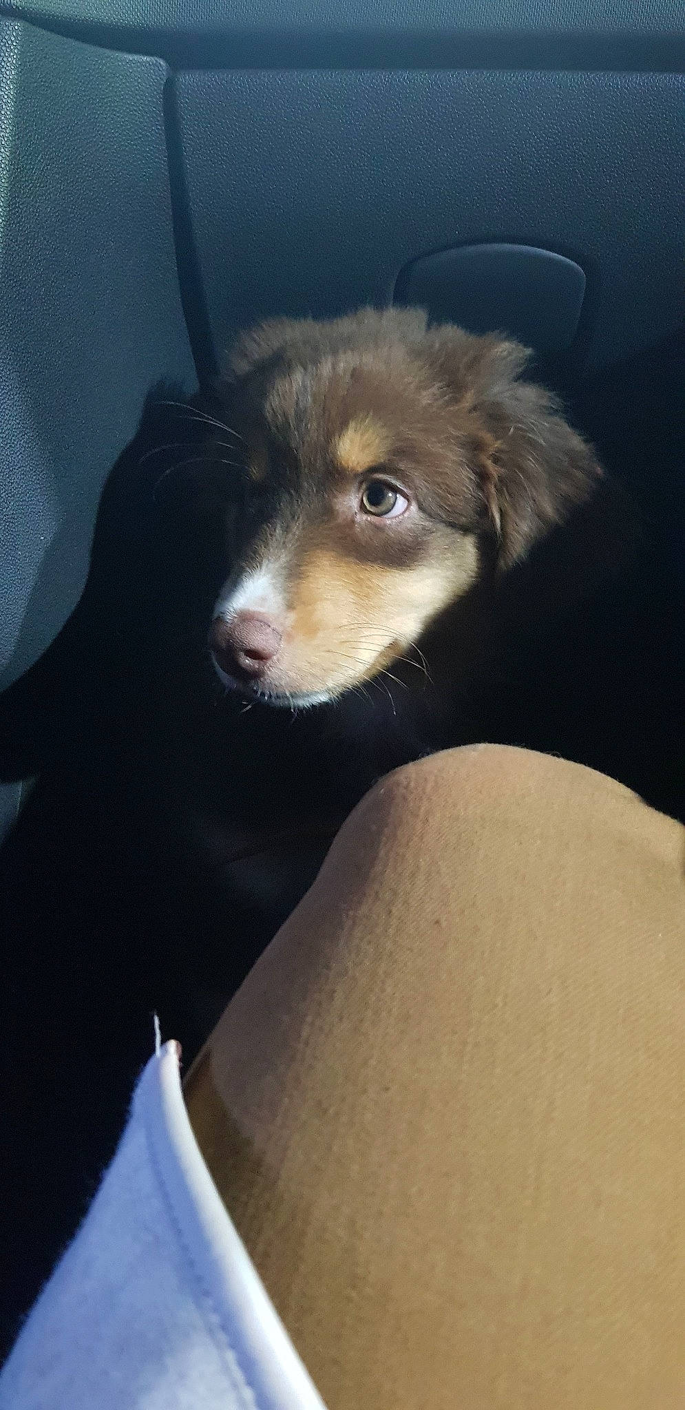 Pumpkin participe au concours pour gagner de l'argent avec cette photo : australian_shepherd, canidae, carnivore, companion_dog, dog, dog_breed, mammal, miniature_australian_shepherd, puppy, small_greek_domestic_dog, snout, sporting_group, vertebrate