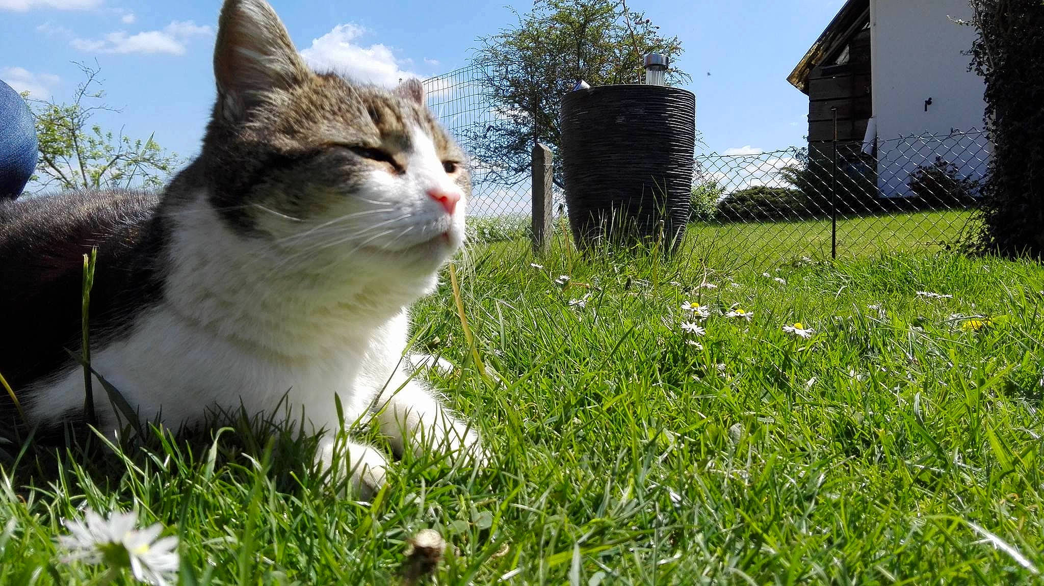 Bibi participe au concours pour gagner de l'argent avec cette photo : aegean_cat, american_wirehair, carnivore, cat, domestic_short_haired_cat, european_shorthair, felidae, grass, grass_family, lawn, meadow, plant, small_to_medium_sized_cats, whiskers